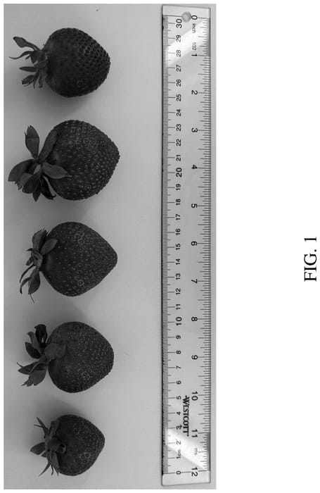Figure 1 of US plant patent PP36756, the photograph of DrisStrawOneHundredTen printed in the patent.