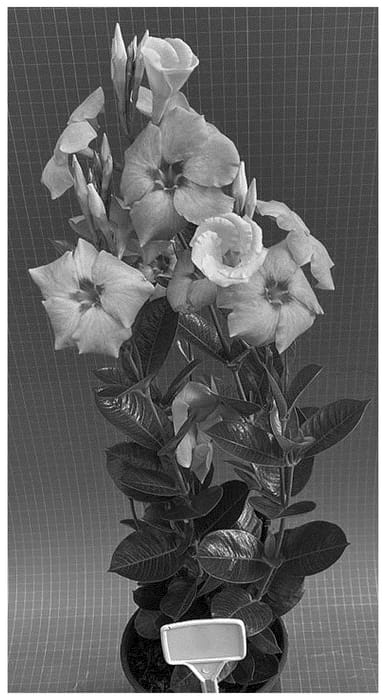 Figure 1 of US plant patent PP36757, the photograph of TVMD1141 printed in the patent.