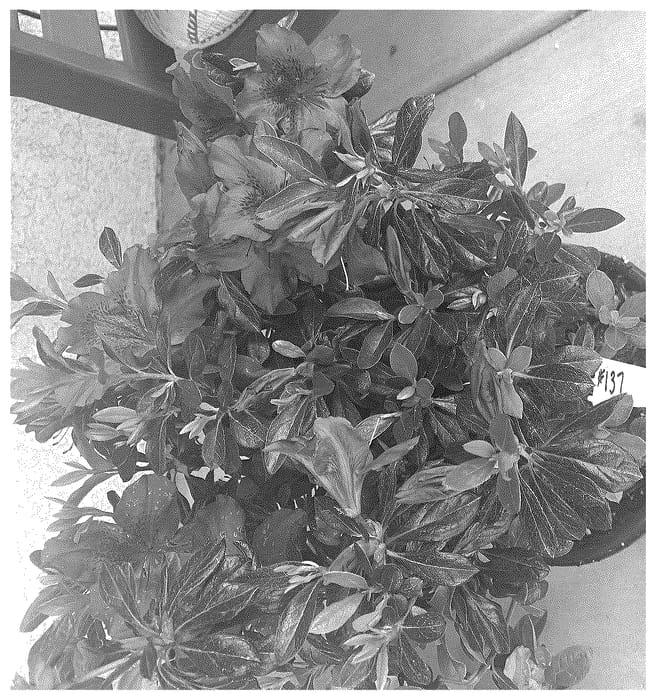 Figure 1 of US plant patent PP36758, the photograph of ROBLEZN printed in the patent.