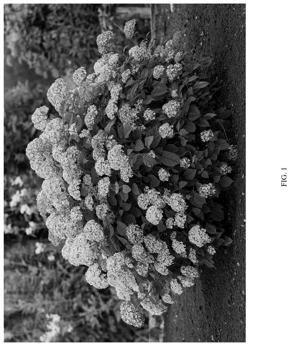Figure 1 of US plant patent PP36759, the photograph of LC NO22 printed in the patent.