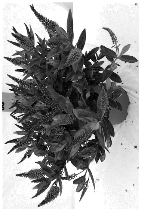 Figure 1 of US plant patent PP36760, the photograph of HOP107 printed in the patent.