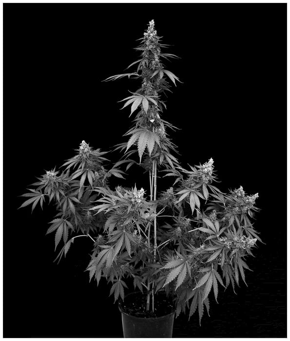 Figure 1 of US plant patent PP36761, the photograph of PTC8506V printed in the patent.
