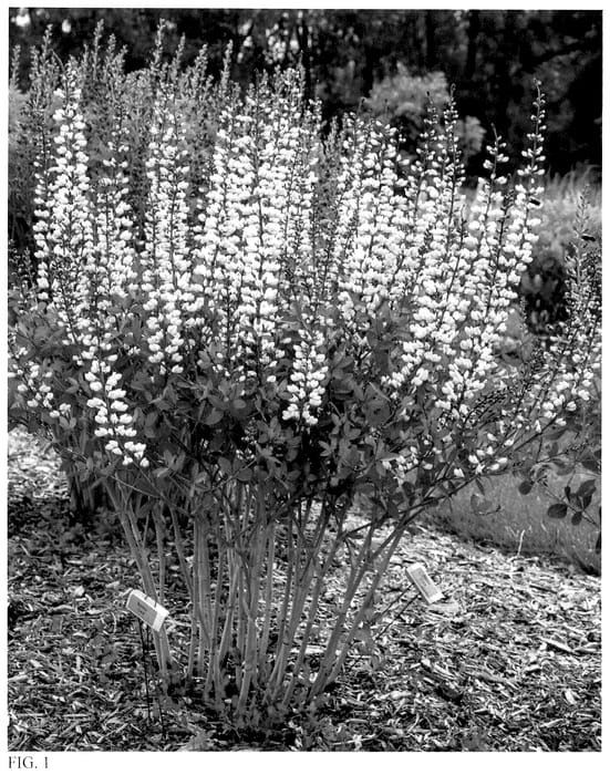 Figure 1 of US plant patent PP36762, the photograph of Vanilla Cream II printed in the patent.