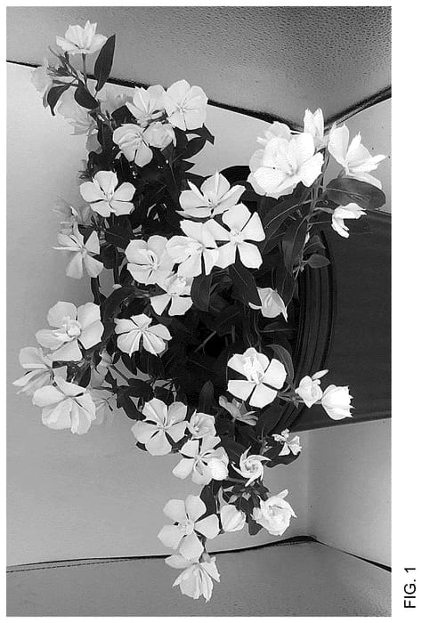 Figure 1 of US plant patent PP36763, the photograph of Suncath 801 printed in the patent.