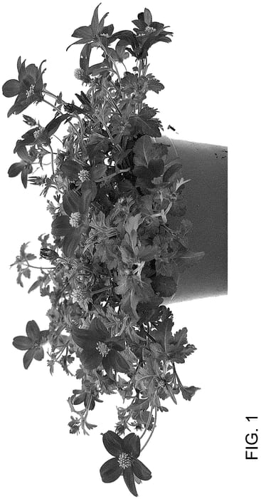 Figure 1 of US plant patent PP36764, the photograph of DPWBIDCAPR printed in the patent.