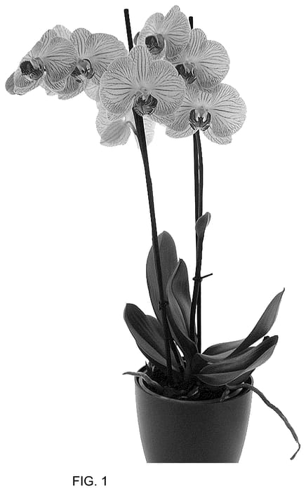 Figure 1 of US plant patent PP36765, the photograph of Ceremony printed in the patent.
