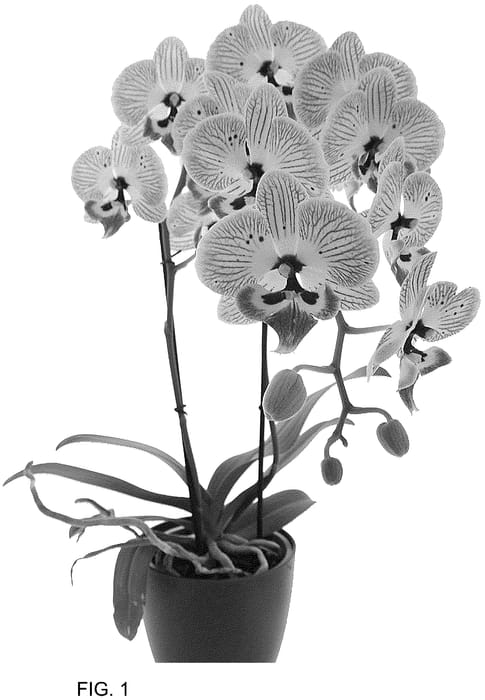 Figure 1 of US plant patent PP36766, the photograph of Storyline printed in the patent.
