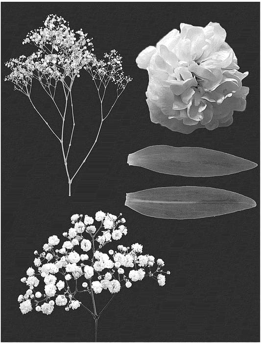 Figure 1 of US plant patent PP36767, the photograph of ESM G052 printed in the patent.