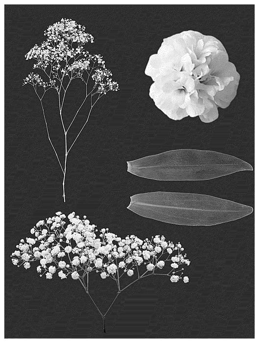 Figure 1 of US plant patent PP36768, the photograph of ESM G057 printed in the patent.