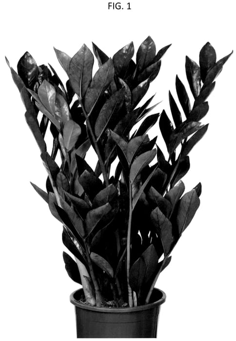 Figure 1 of US plant patent PP36769, the photograph of EDZAM2203 printed in the patent.