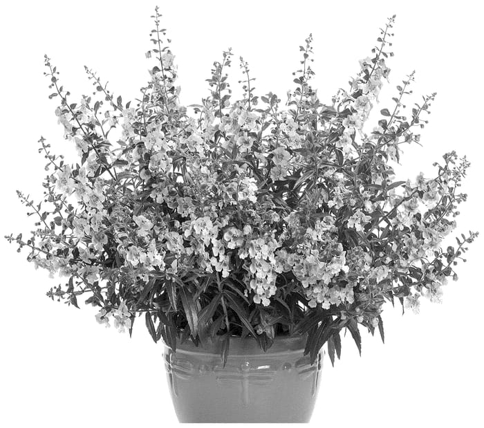 Figure 1 of US plant patent PP36770, the photograph of ANGAF19273 printed in the patent.