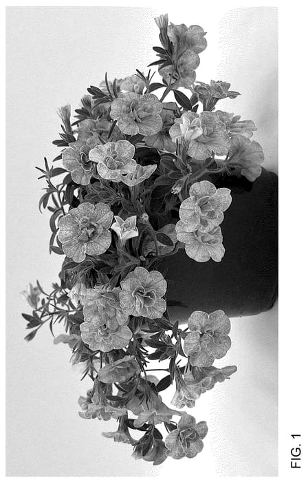 Figure 1 of US plant patent PP36771, the photograph of WNCALSBDBLGF26 printed in the patent.
