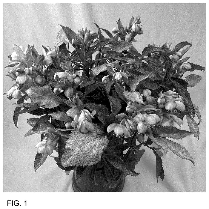 Figure 1 of US plant patent PP36772, the photograph of Borusmura25 printed in the patent.