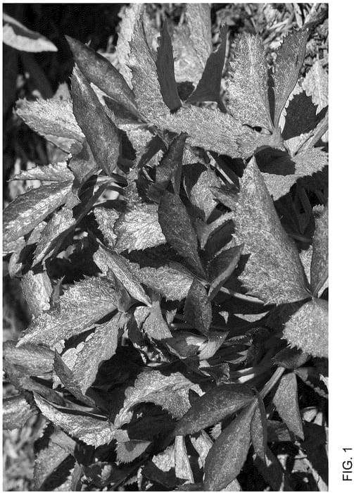 Figure 1 of US plant patent PP36773, the photograph of Borusmura38 printed in the patent.