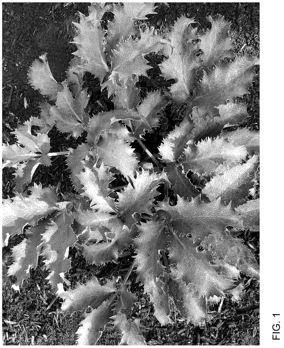 Figure 1 of US plant patent PP36774, the photograph of Borusmura40 printed in the patent.