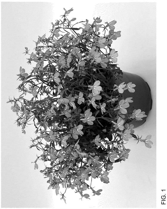 Figure 1 of US plant patent PP36775, the photograph of WNLOBLRA26 printed in the patent.