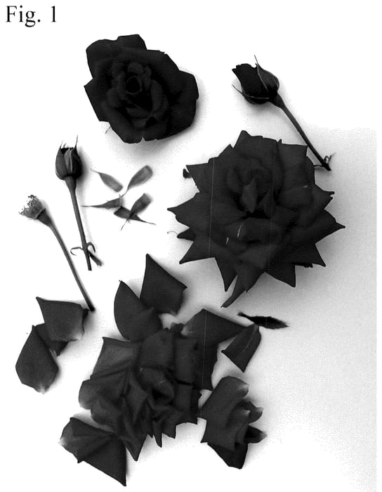 Figure 1 of US plant patent PP36776, the photograph of Poulvic011 printed in the patent.