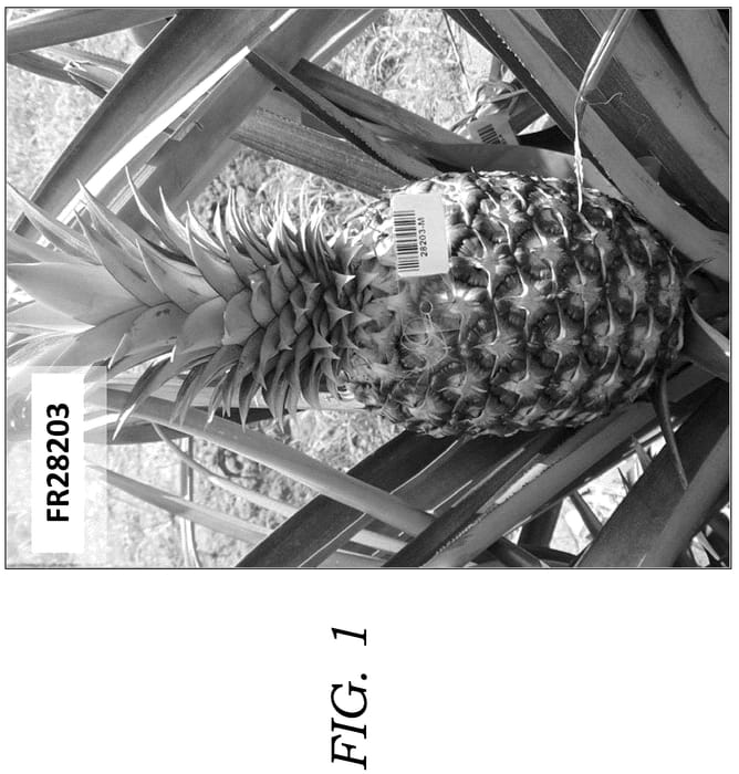 Figure 1 of US plant patent PP36777, the photograph of FR28203 printed in the patent.