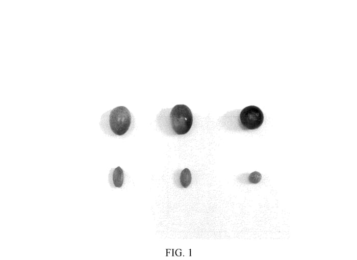 Figure 1 of US plant patent PP36778, the photograph of I 100 printed in the patent.
