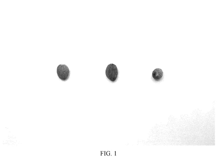 Figure 1 of US plant patent PP36779, the photograph of I 25 printed in the patent.