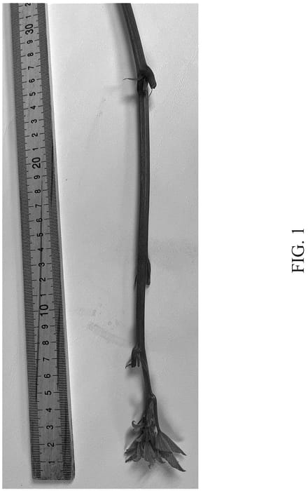 Figure 1 of US plant patent PP36780, the photograph of DrisBlackThirtyFour printed in the patent.
