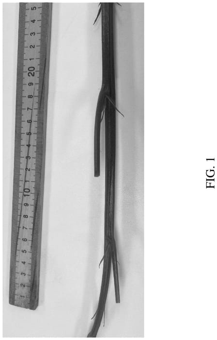 Figure 1 of US plant patent PP36782, the photograph of DrisBlackThirtyFive printed in the patent.