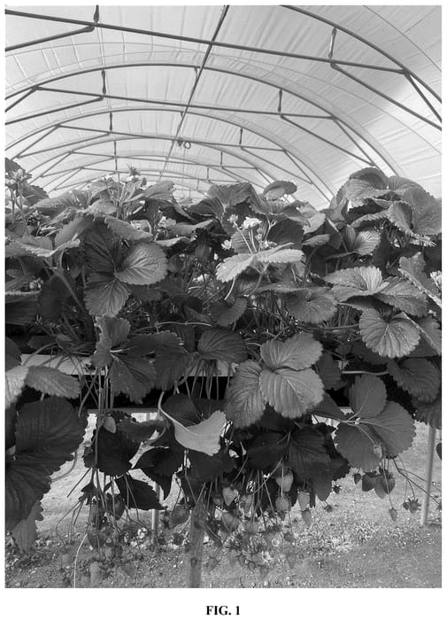 Figure 1 of US plant patent PP36784, the photograph of Lady Grace printed in the patent.