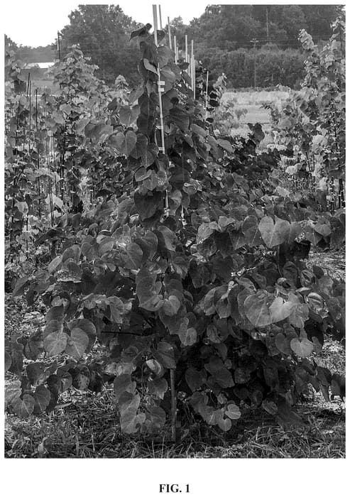 Figure 1 of US plant patent PP36785, the photograph of JN100 printed in the patent.