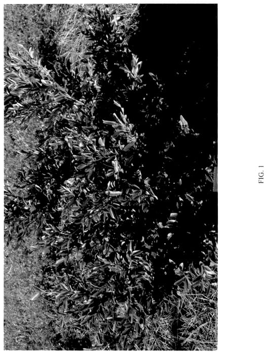 Figure 1 of US plant patent PP36786, the photograph of CG-46-22 printed in the patent.