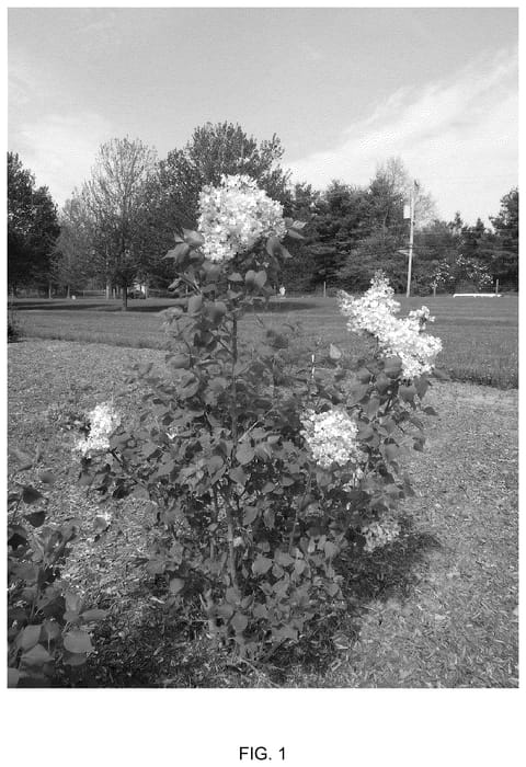 Figure 1 of US plant patent PP36787, the photograph of G13110 printed in the patent.