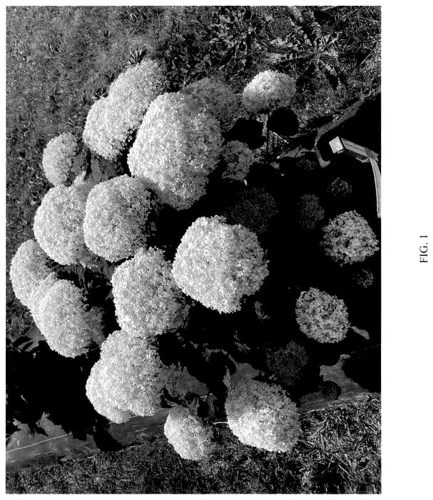 Figure 1 of US plant patent PP36788, the photograph of SMNHAGOV printed in the patent.