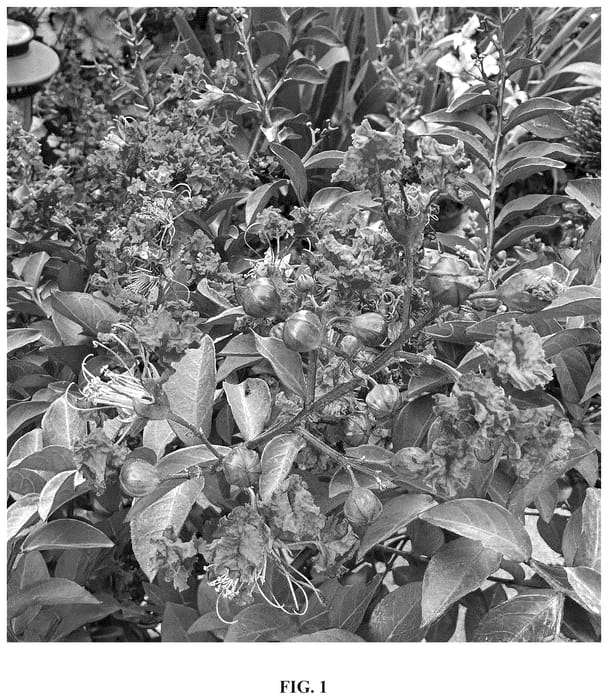 Figure 1 of US plant patent PP36789, the photograph of GV16103 printed in the patent.