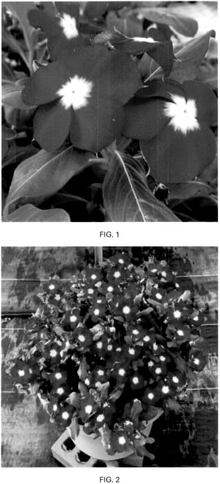 Figure 1 of US plant patent PP36790, the photograph of CARZ0002 printed in the patent.