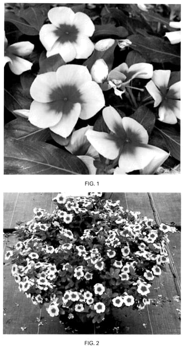 Figure 1 of US plant patent PP36791, the photograph of CARZ0004 printed in the patent.