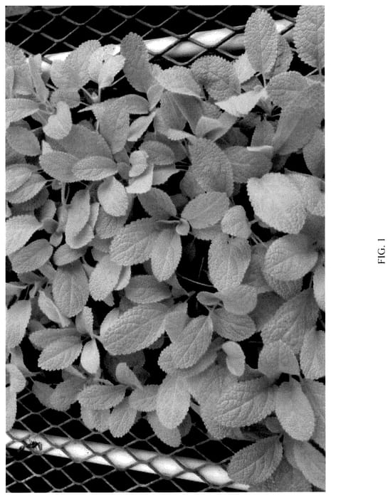 Figure 1 of US plant patent PP36792, the photograph of KEY LIME printed in the patent.