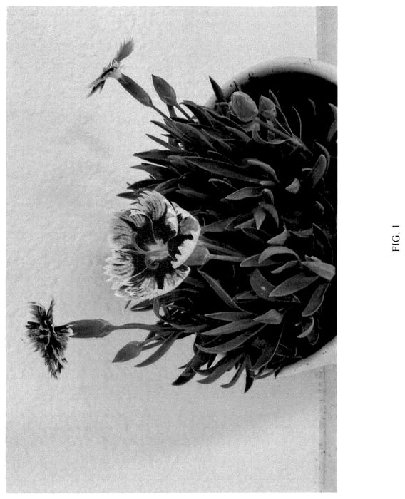 Figure 1 of US plant patent PP36793, the photograph of G22090 printed in the patent.