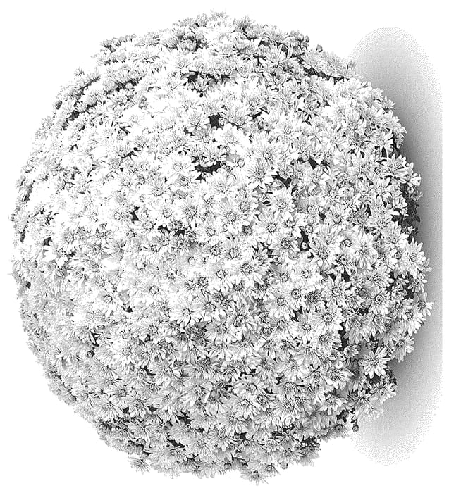 Figure 1 of US plant patent PP36794, the photograph of G24MAG01VA printed in the patent.
