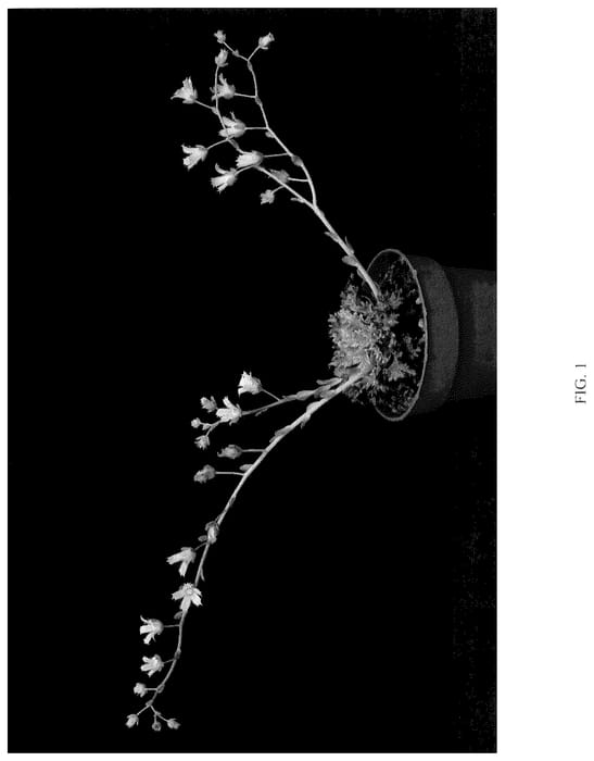 Figure 1 of US plant patent PP36795, the photograph of STARFIRE printed in the patent.