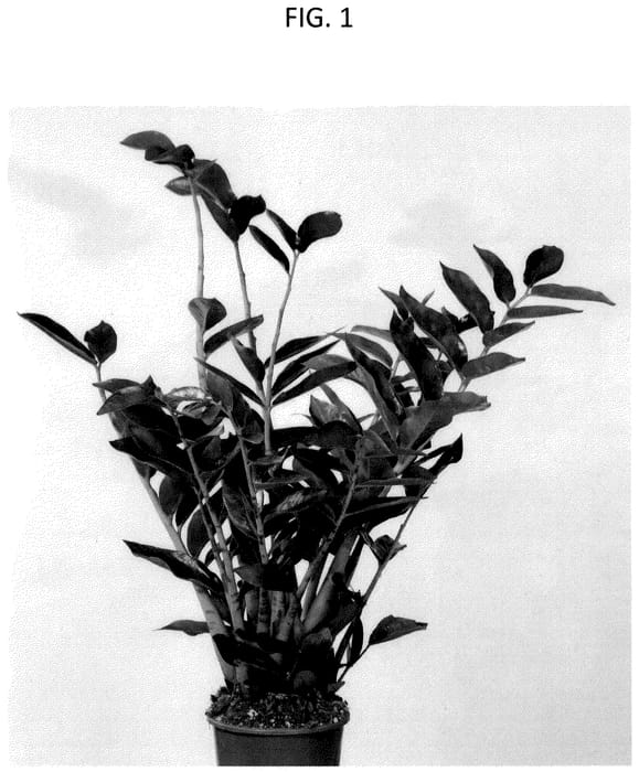 Figure 1 of US plant patent PP36796, the photograph of EDZAM2202 printed in the patent.
