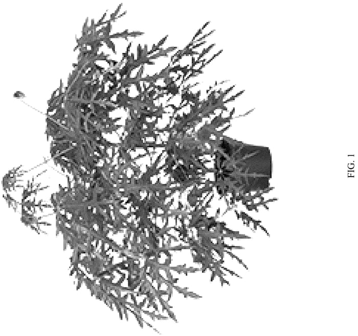 Figure 1 of US plant patent PP36797, the photograph of Mato printed in the patent.