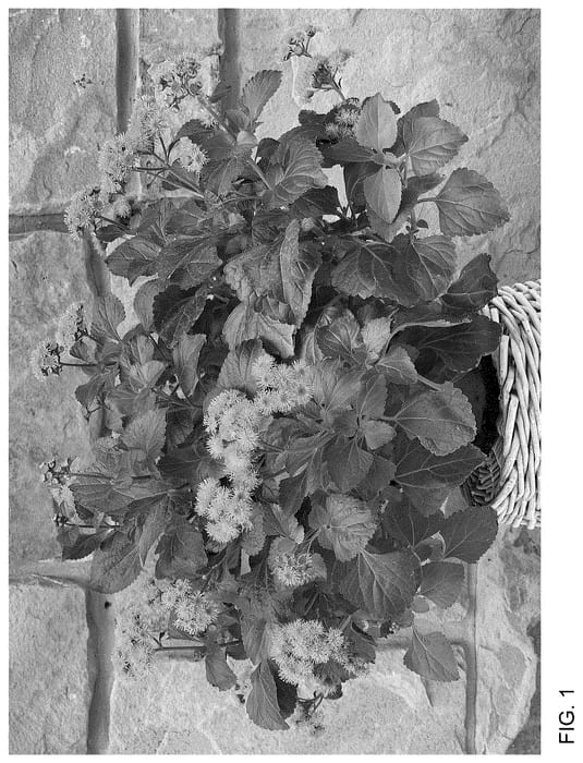 Figure 1 of US plant patent PP36798, the photograph of Agerboyuma printed in the patent.