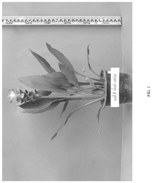 Figure 1 of US plant patent PP36799, the photograph of Maejo Pink Pearl printed in the patent.