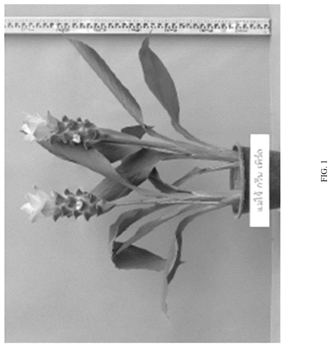 Figure 1 of US plant patent PP36800, the photograph of Maejo Green Pearl printed in the patent.