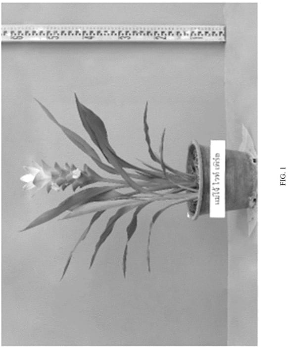 Figure 1 of US plant patent PP36801, the photograph of Maejo White Pearl printed in the patent.