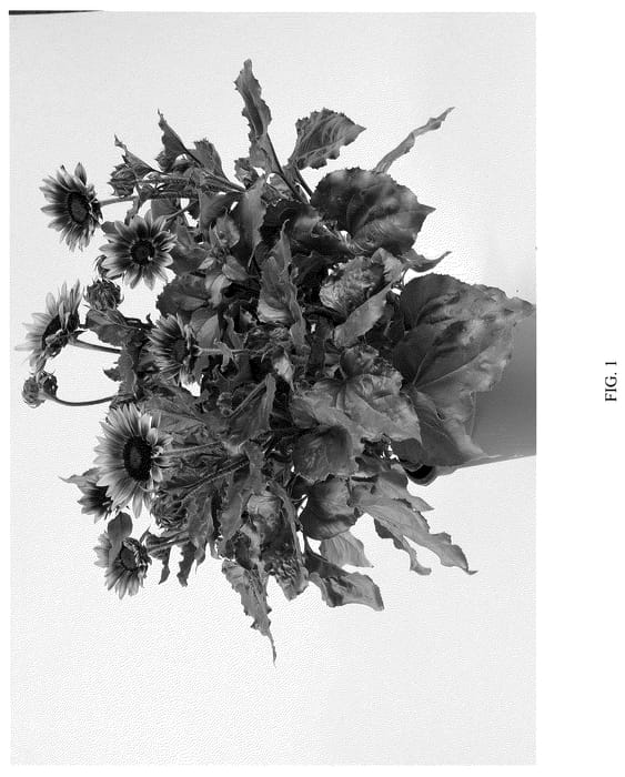 Figure 1 of US plant patent PP36802, the photograph of DHELSOSKBB printed in the patent.