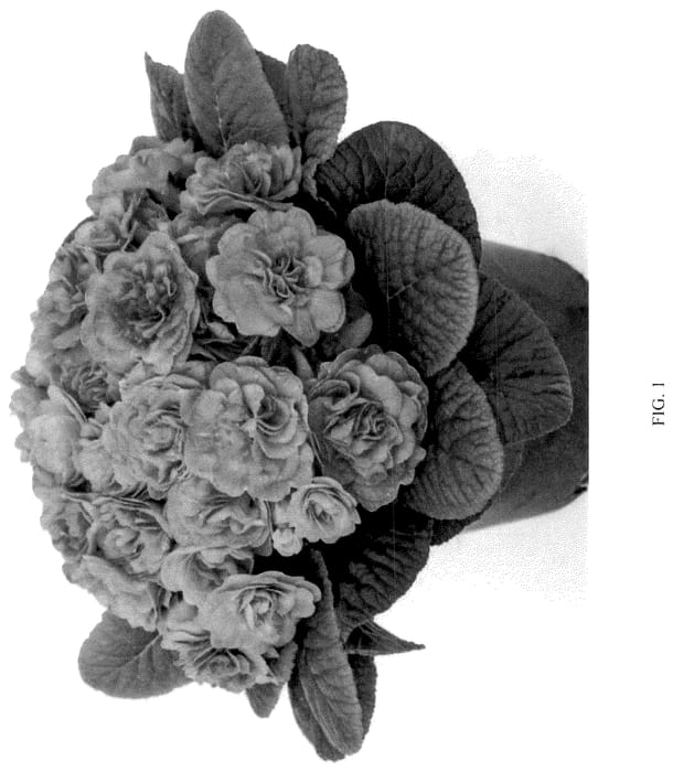 Figure 1 of US plant patent PP36803, the photograph of KERBELBLUWAT printed in the patent.