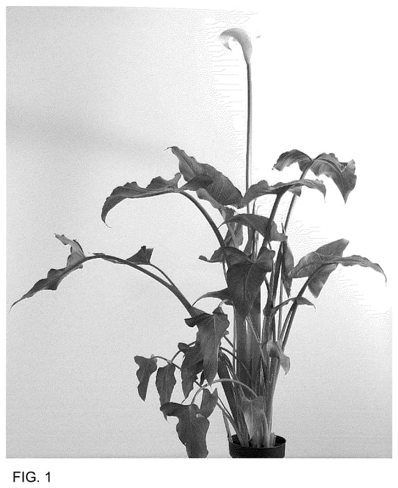 Figure 1 of US plant patent PP36804, the photograph of DO21PW104 printed in the patent.