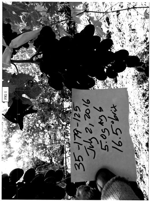 Figure 1 of US plant patent PP36805, the photograph of SV35-179-125 printed in the patent.