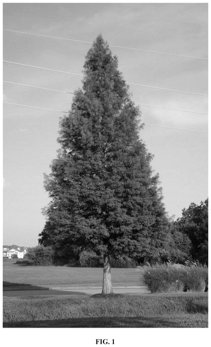 Figure 1 of US plant patent PP36806, the photograph of Everbill printed in the patent.