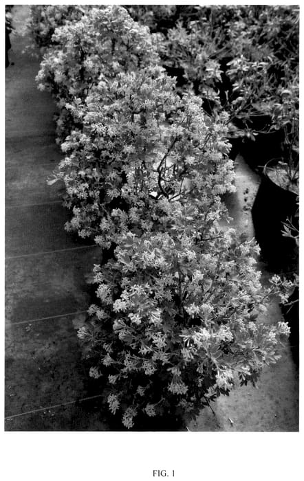 Figure 1 of US plant patent PP36807, the photograph of SMROCS printed in the patent.